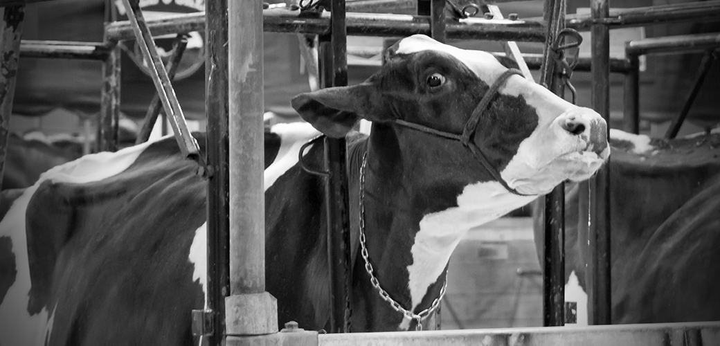 black and white cow in a factory farm