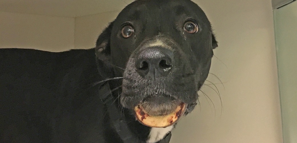 Dottie with a marrow bone locked on her jaw