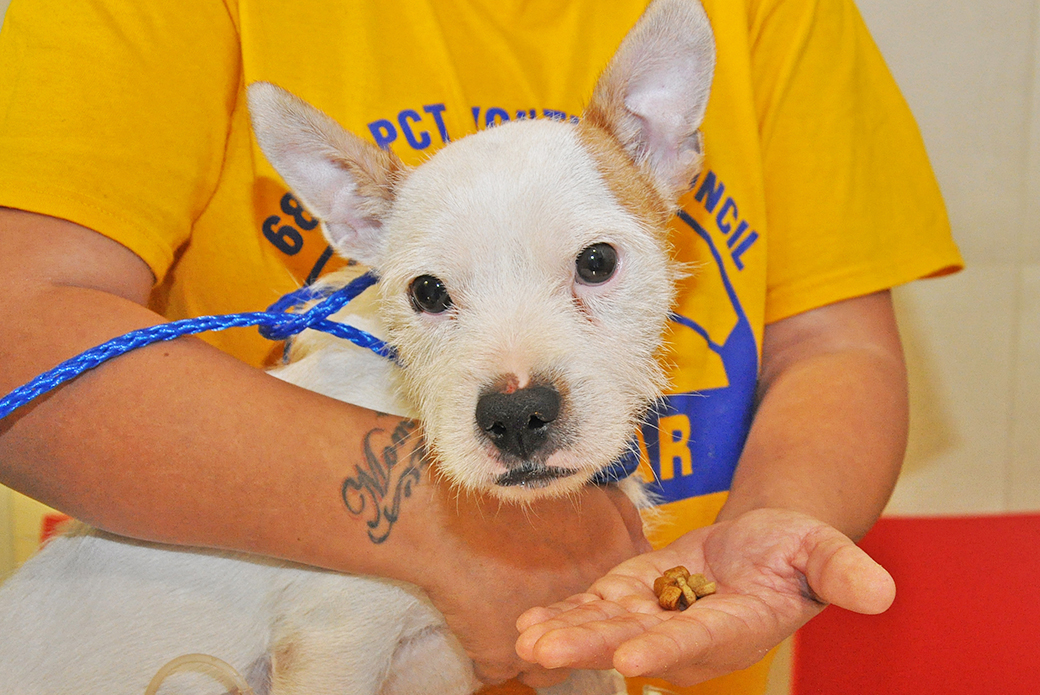 Affectionate Pup “Romeo” Undergoes Life-Saving Hernia Repair at the ASPCA Animal Hospital