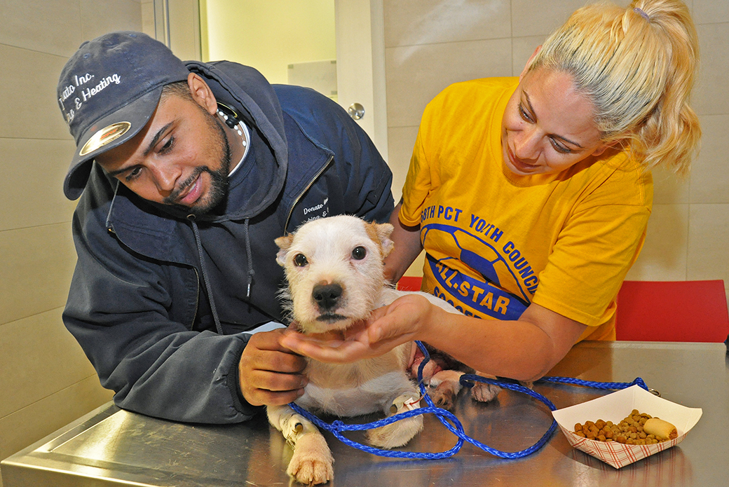 Affectionate Pup “Romeo” Undergoes Life-Saving Hernia Repair at the ASPCA Animal Hospital