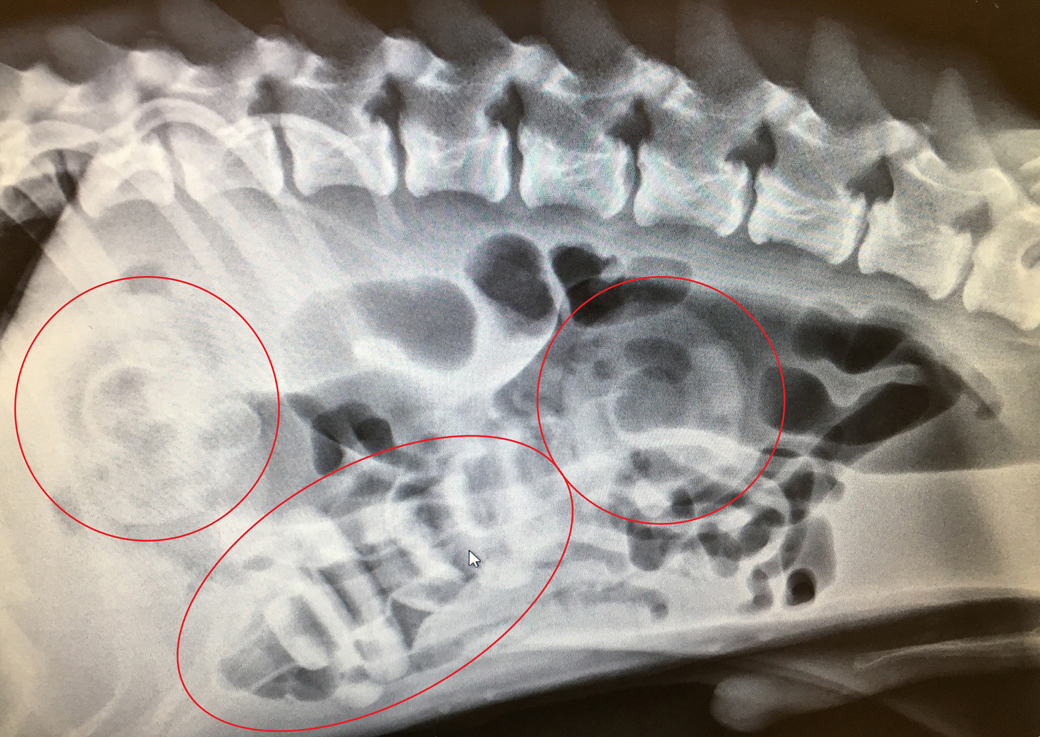 x-ray of Blue's stomach showing the pacifiers