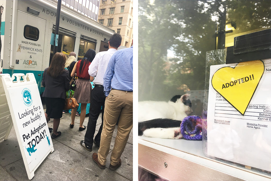 adoption event outside of city hall