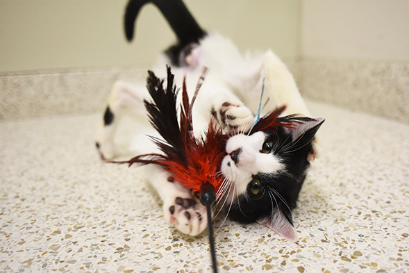 Kitten playing with feather toy
