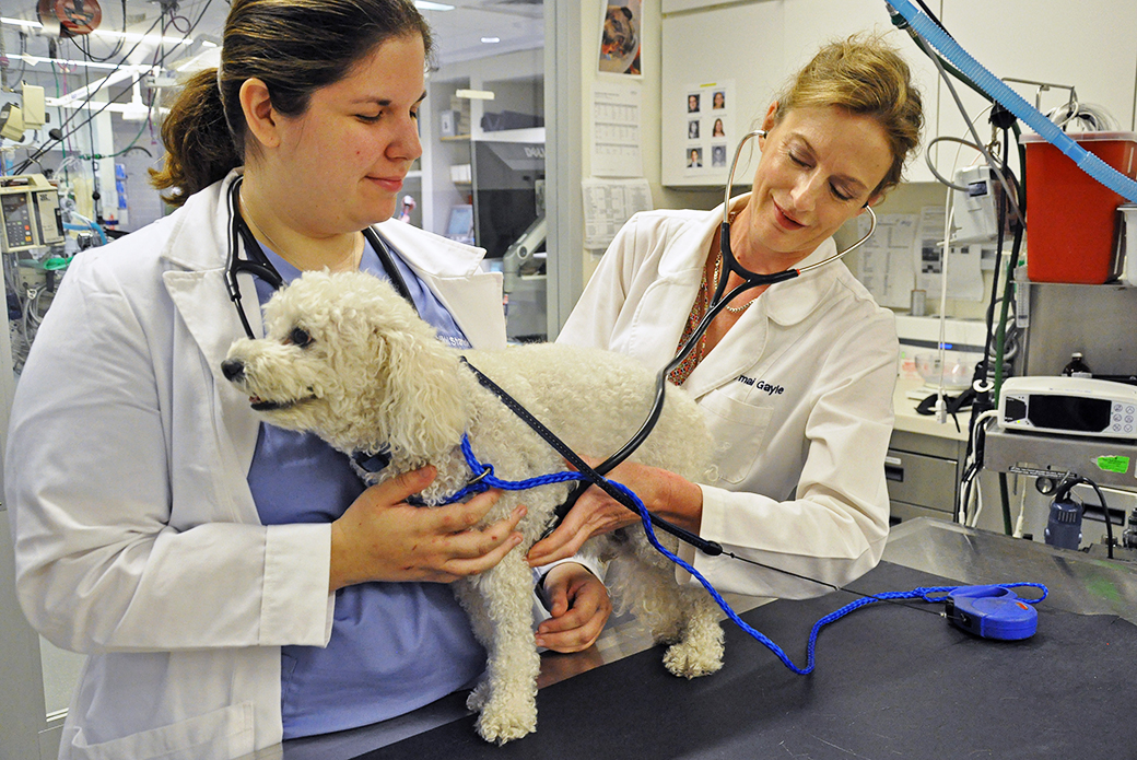 Bootsy is examined by Drs. Nicole Sarinsky and Surgery Director J’mai Gayle 