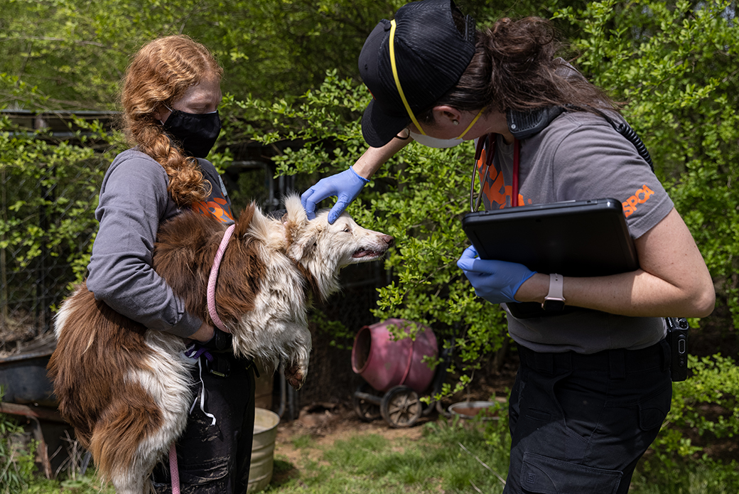 an ASPCA responders examining a rescued dog
