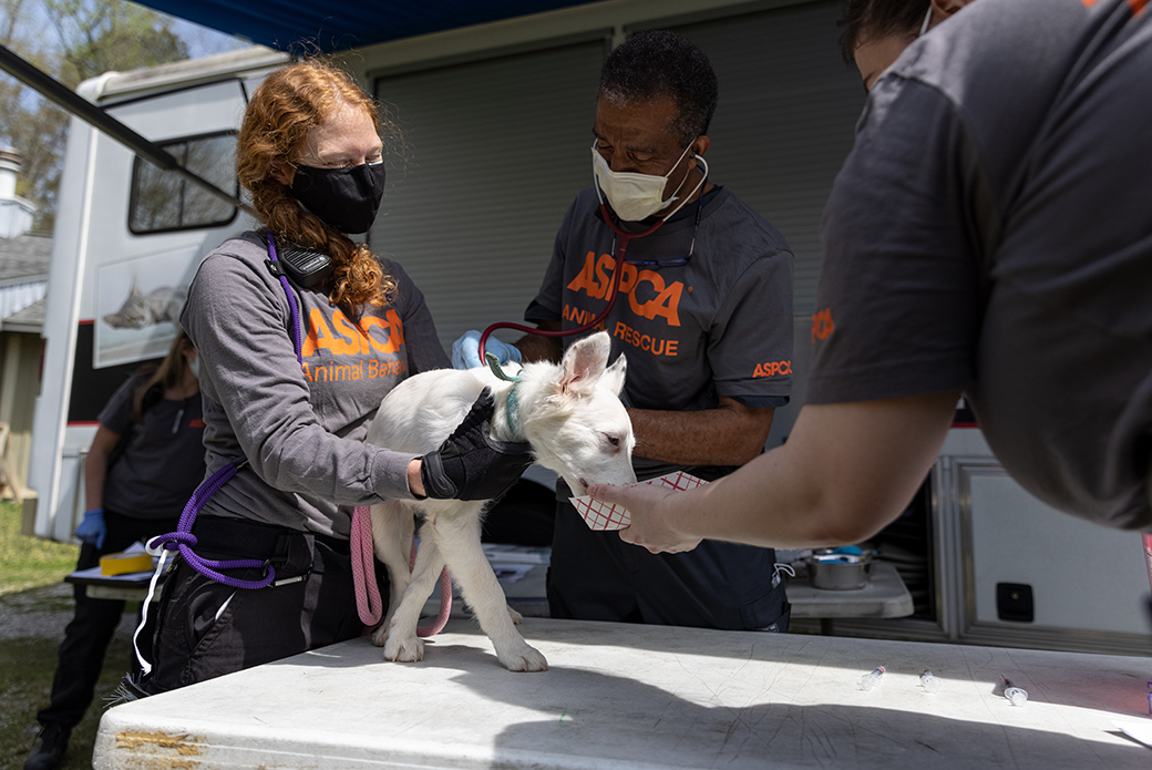 a rescued dog being examined