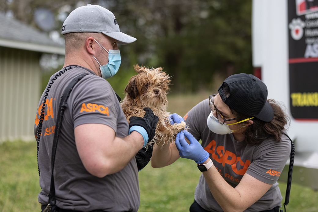 two ASPCA responder examining a rescued dog