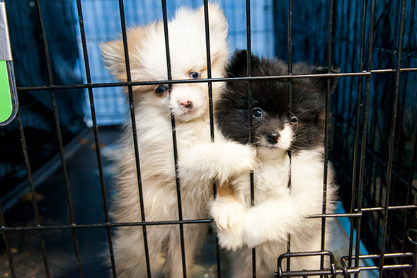 lauderdale county animal shelter