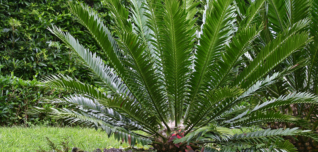 Animal Poison Control Alert: Beware of Sago Palms