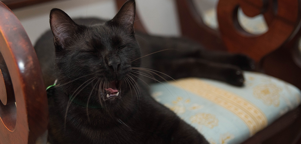 a black cat mid sneeze