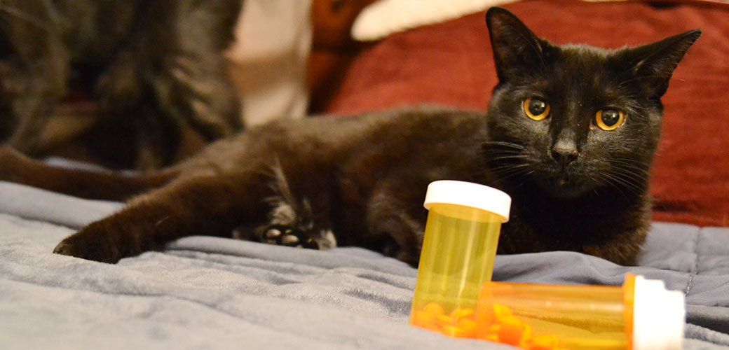 a cat near prescription bottles