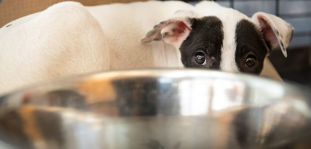 a puppy behind a food bowl