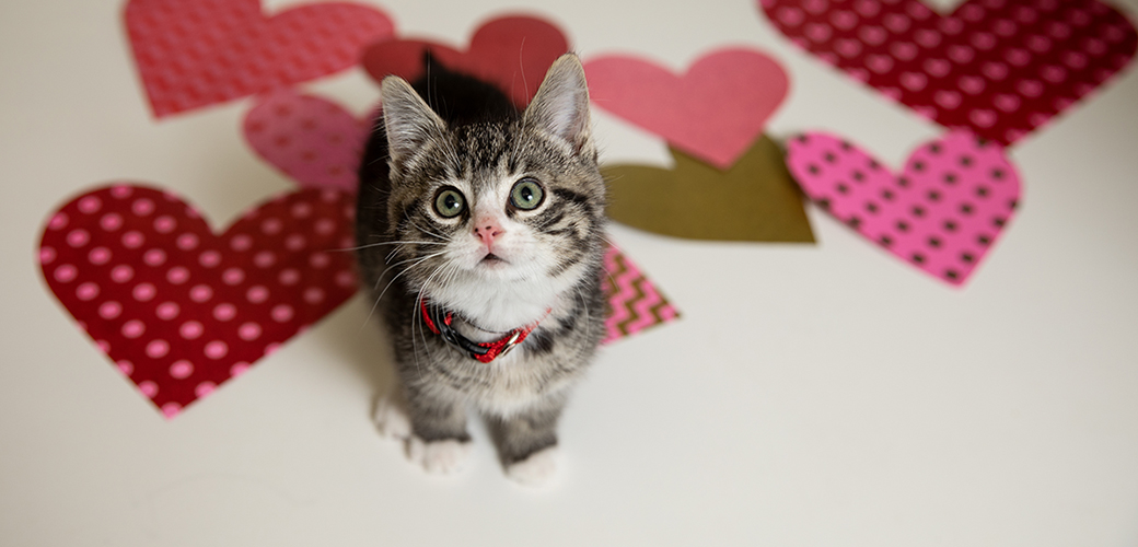 a kitten with hearts