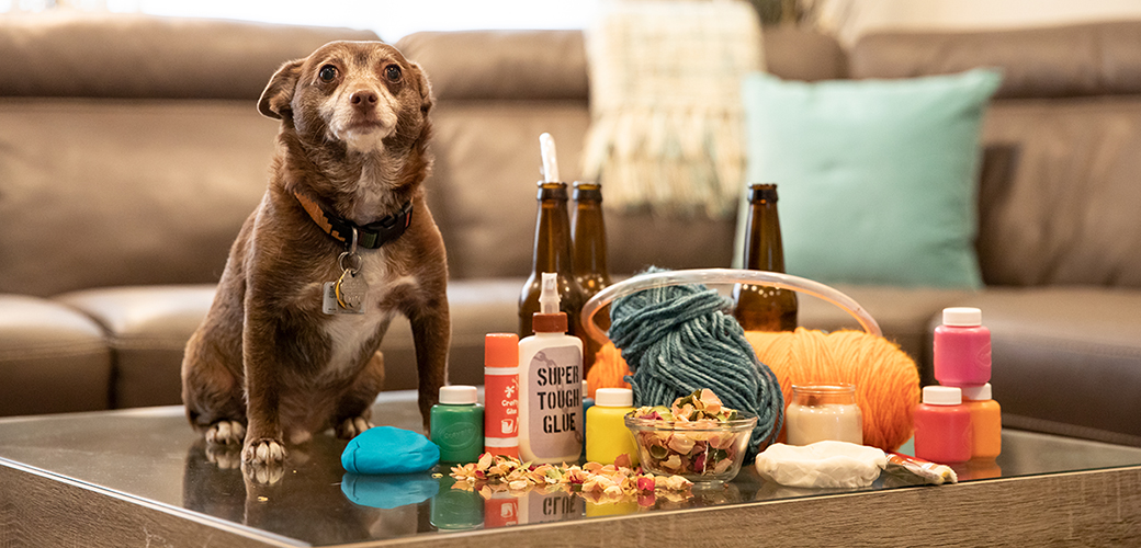 a dog on a table with arts and crafts equipment