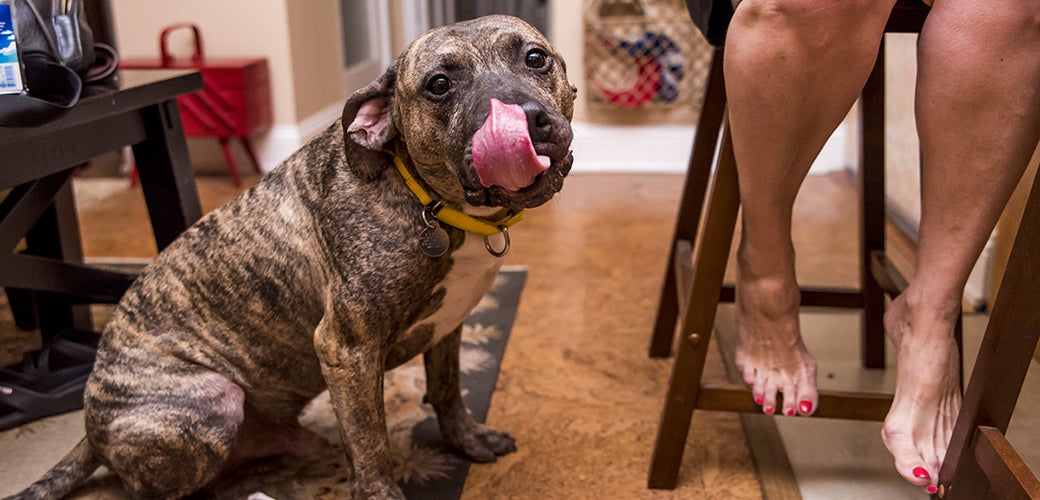 dog ate paint off wall