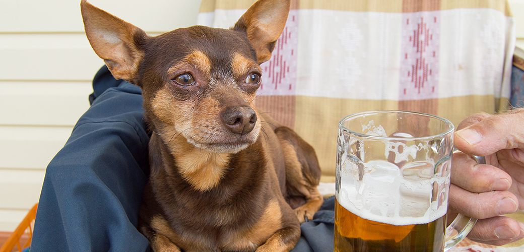 dog on a chair next to a man with a beer
