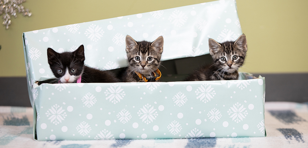 three kittens in a gift box