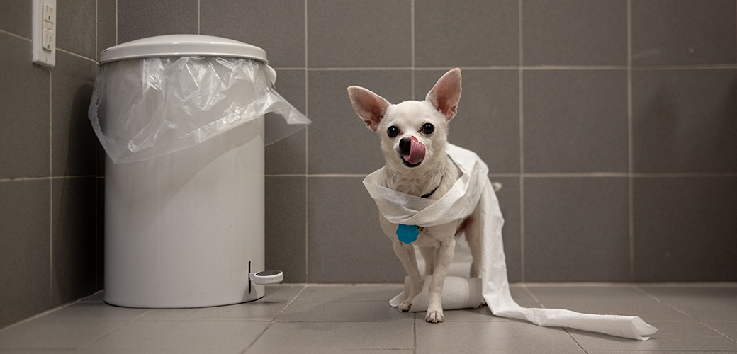 a white chihuahua wrapped in toilet paper