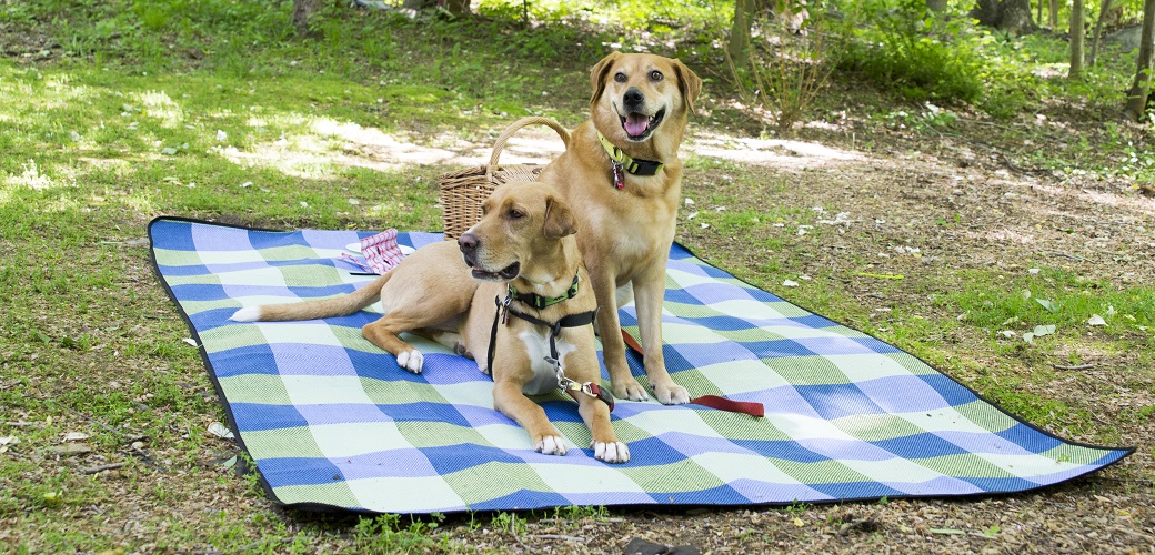 dogs on a picnic