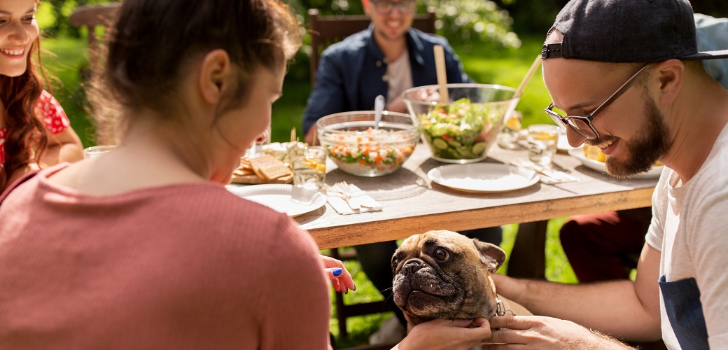 a dog at a picnic