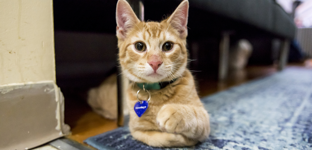 a cat sitting under a couch