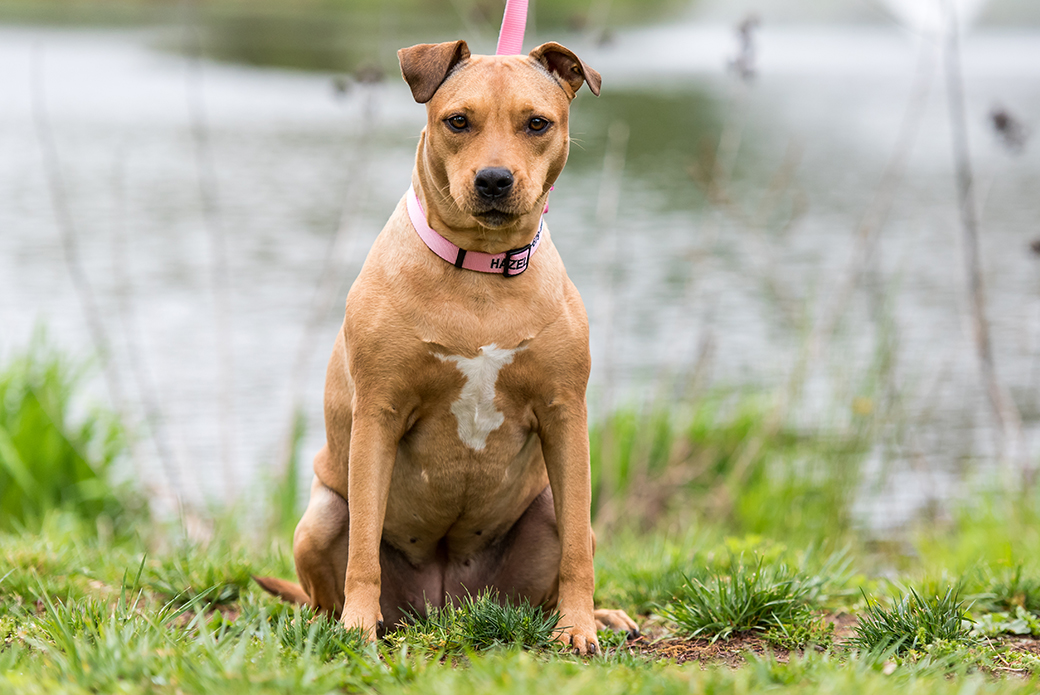a dog with a pink lease and collar at a sitting near a lake