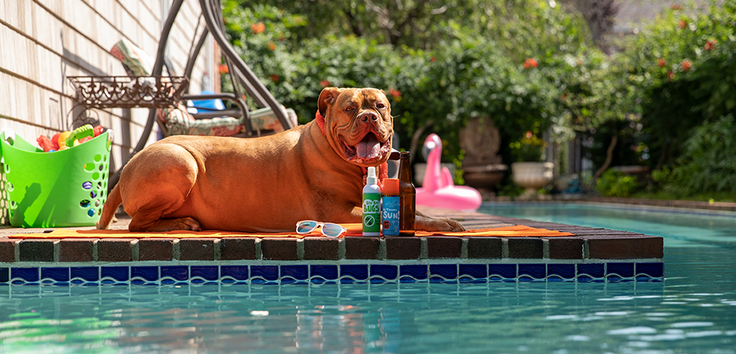 a dog resting by a pool