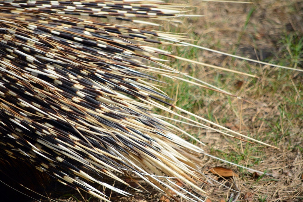 How Do Porcupines Regrow Quills At George Delano Blog