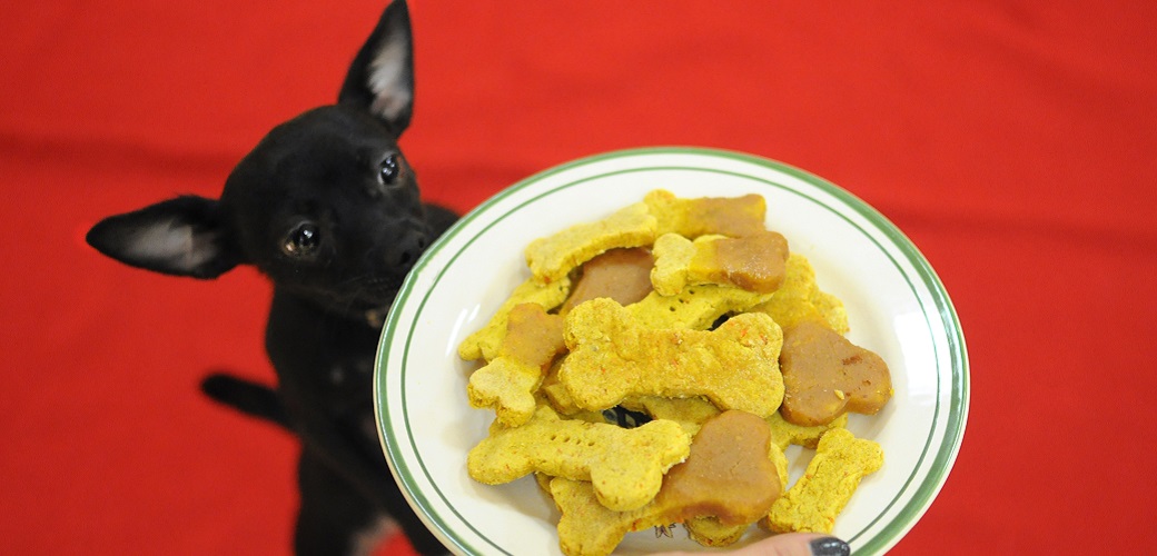 are cat treats bad for dogs