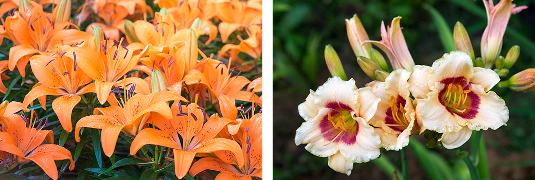 daylillies and asiatic lilies