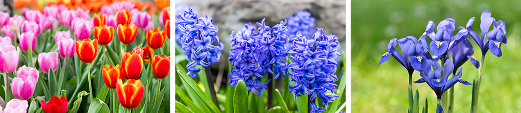 Tulips, Hyacinths, and Irises