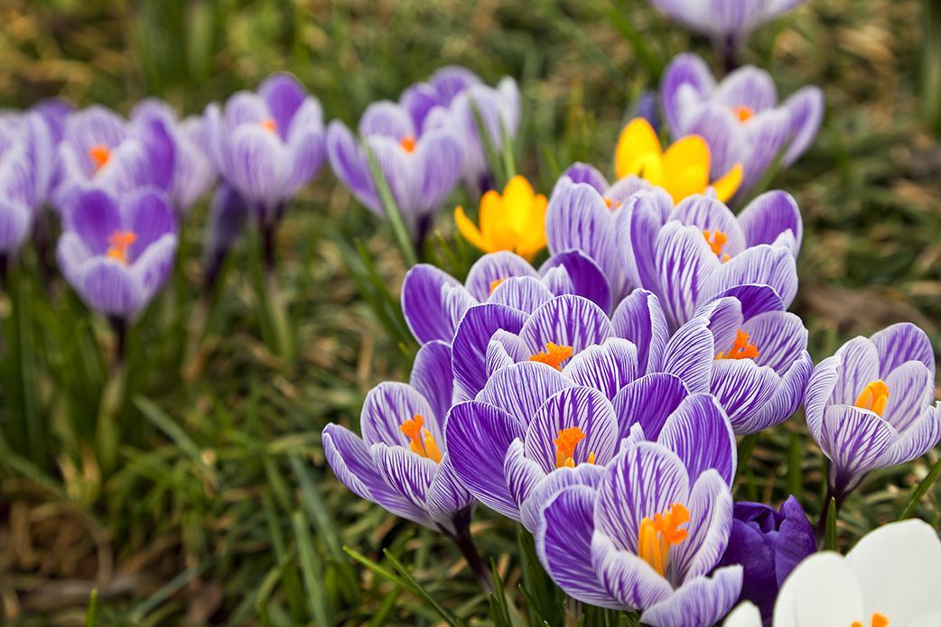 Crocuses