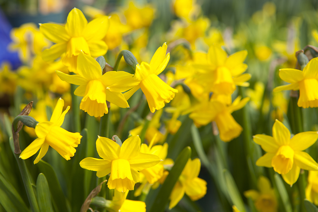 are daffodil plants poisonous to cats and dogs