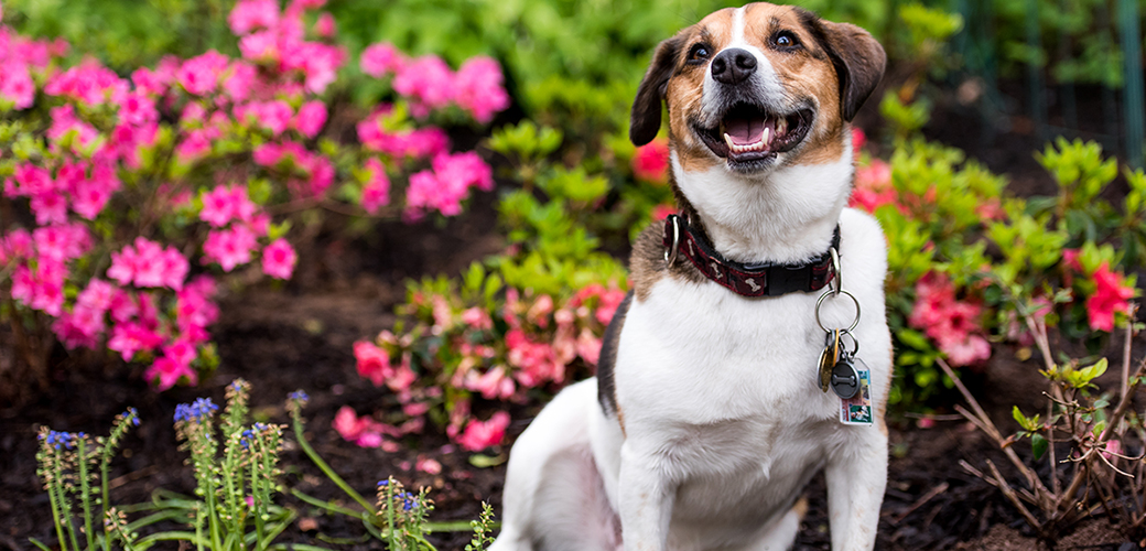 a dog in a garden