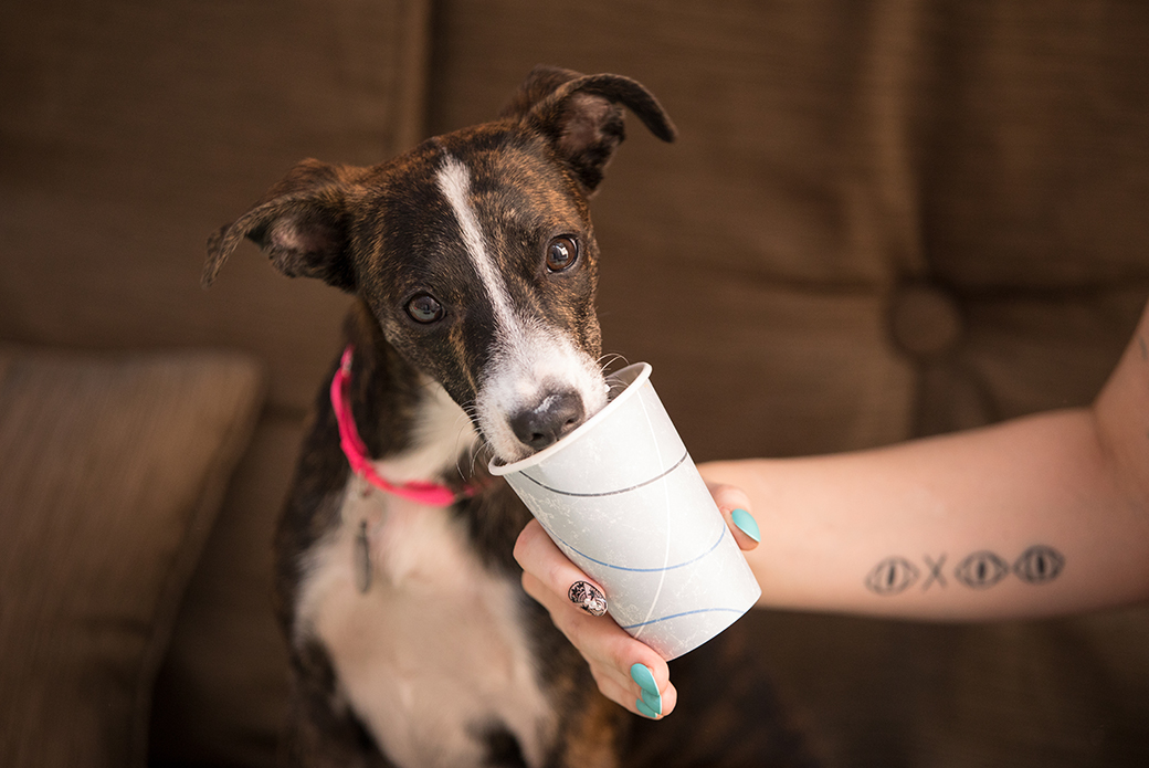 a dog licking a cup