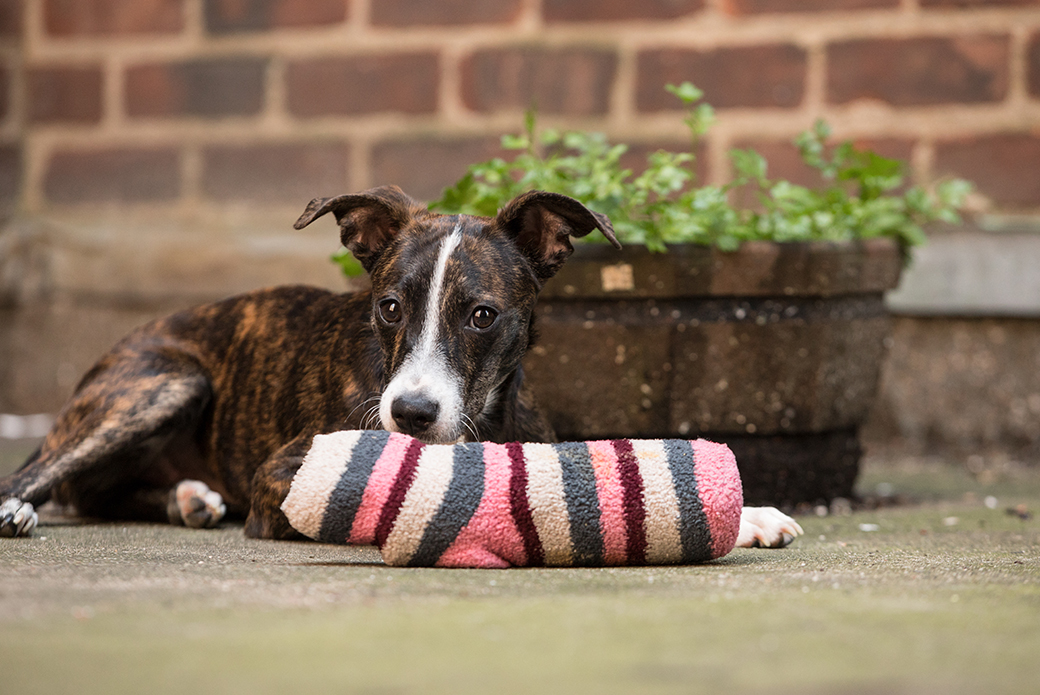 a puppy with a toy