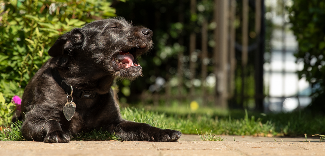 best sunscreen for white dogs