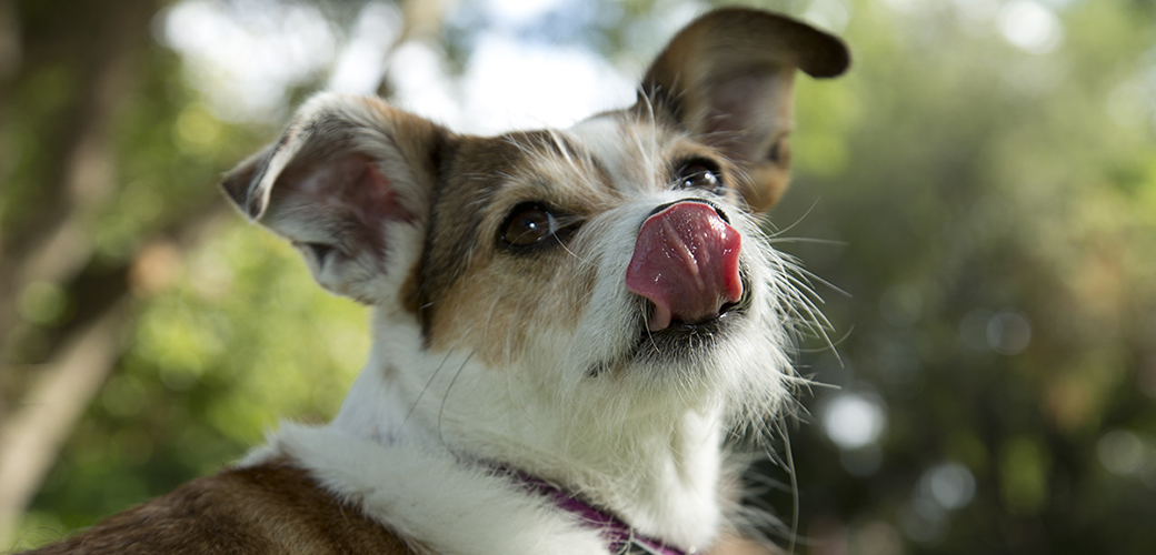a dog licking its lips