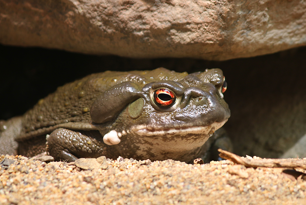 colorado river toad