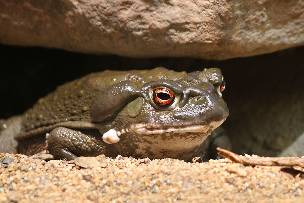 are dead toads poisonous to dogs