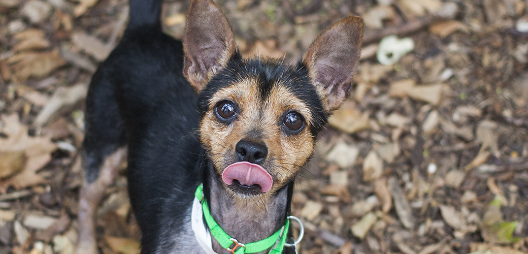 a small black and brown dog licking its lips