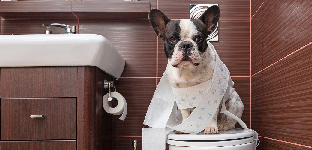 A dog wrapped up in toilet paper