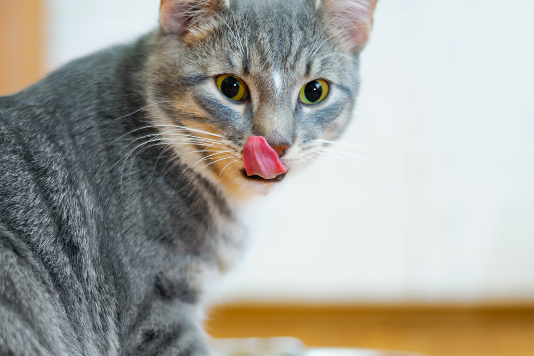 a cat licking its nose