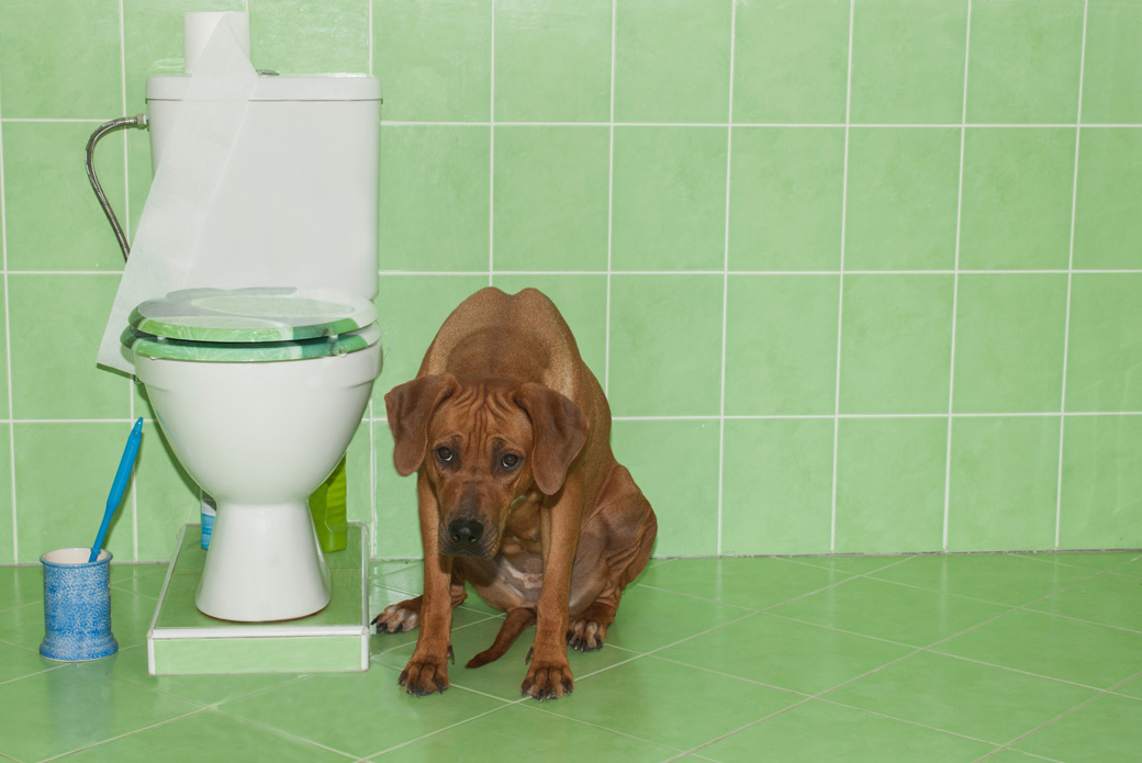 a sad dog near a toilet