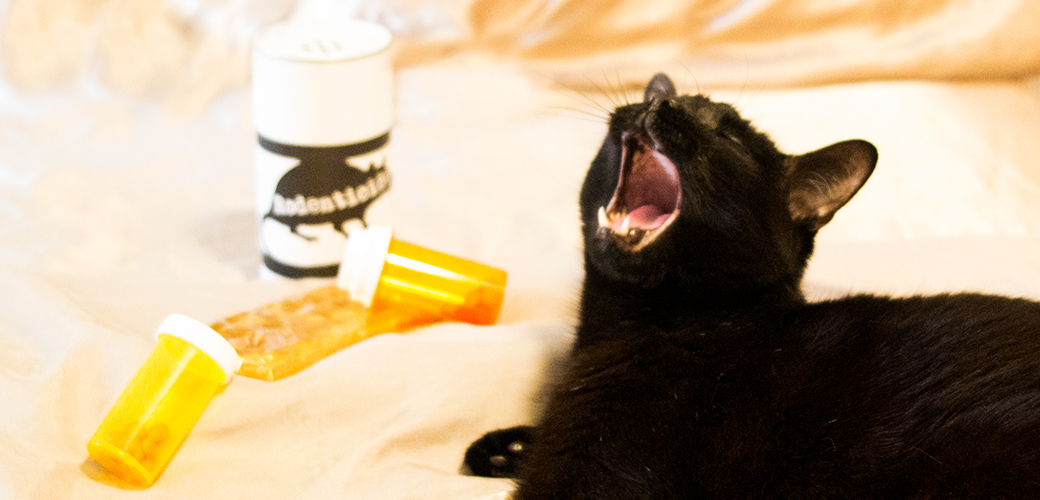 a cat with pill bottles