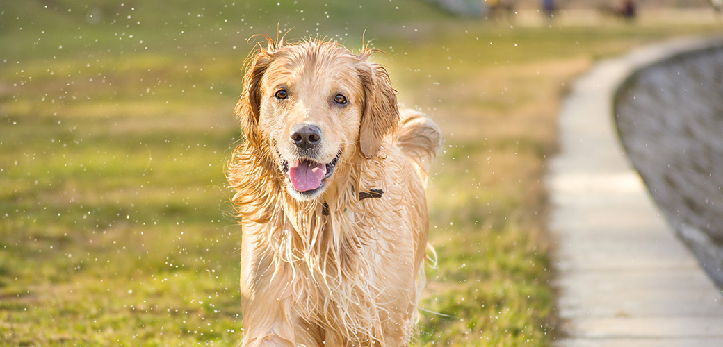 APCC Alert: Protect Your Pet from These Warm Weather Hazards