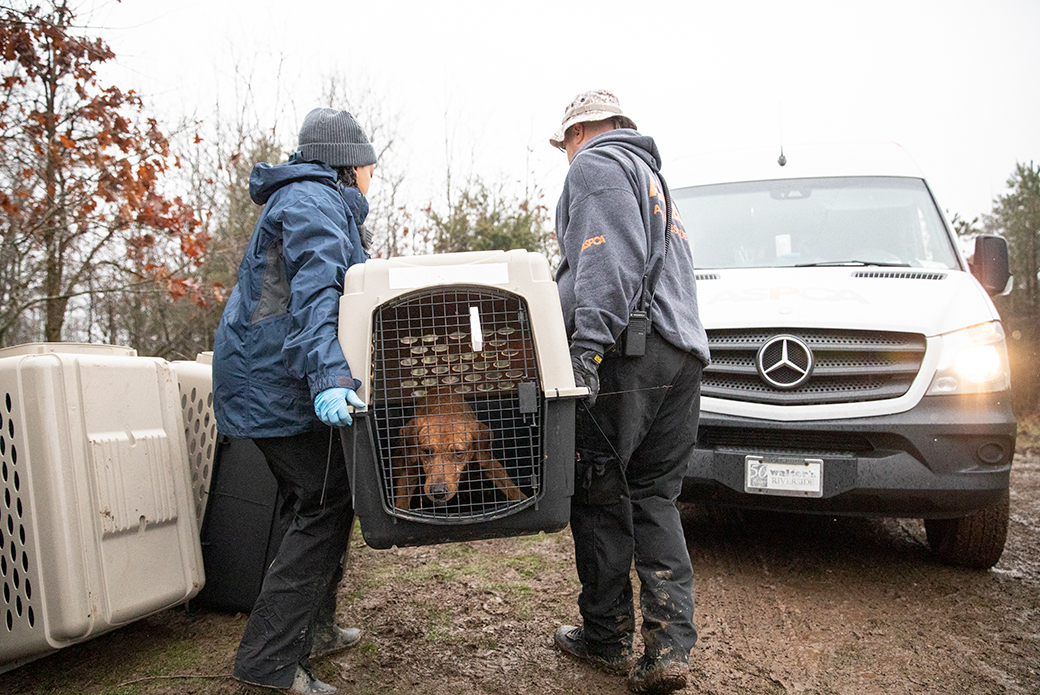 rescued dog in a carrier being moved to a transport
