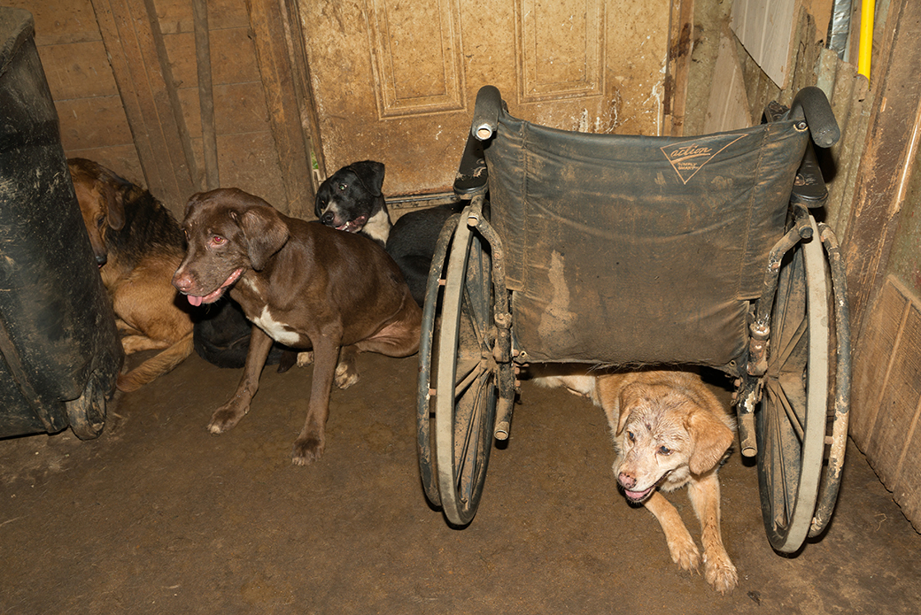 Dogs at HEAR kept in a dirty room