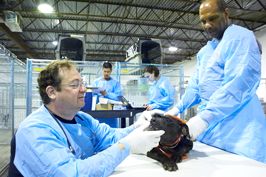 Dr. Robert Reisman (left) assists in a dog fighting rescue operation in 2013.