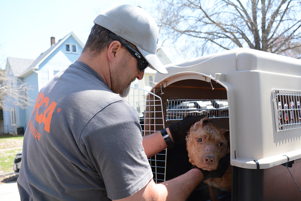BREAKING: ASPCA Assists in Rescue of 64 Dogs from Suspected Fighting Operation